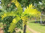 Gleditsia