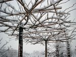 Dakmoerbei in sneeuw