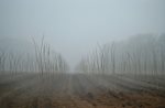 Jonge aanplant