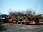 trailer dakplatanen
