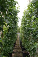 liquidambar pot